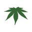Picture for manufacturerCannaderm