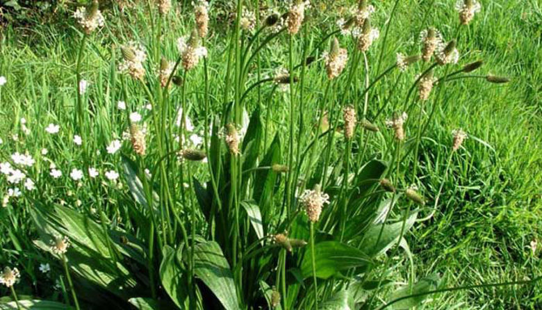 Picture ofOZKOLISTNI TRPOTEC