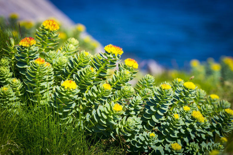 Picture ofRhodiola Rosea - v kitajski medicini jo uporabljajo za blaženje tesnobe in depresije