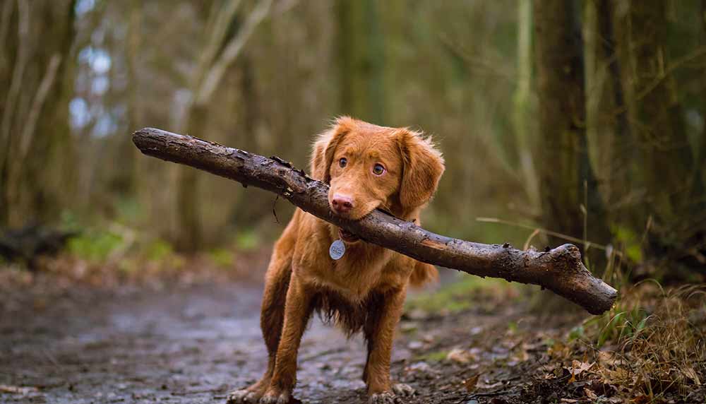 antinol-for-dogs