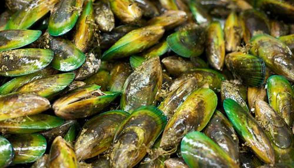 antinol-green mouth-shells
